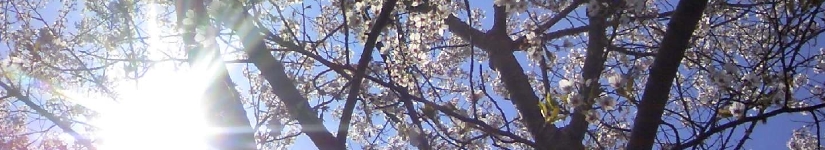 桜10.4.25東那須公園b.jpg